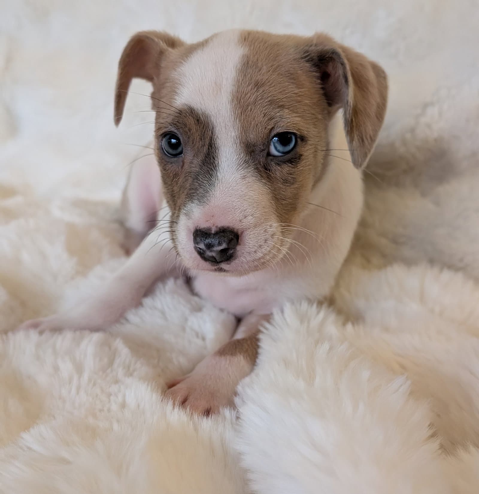 Nessa - Australian Cattle Dog/Blue Heeler