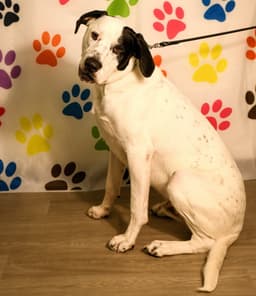 Finn image 1