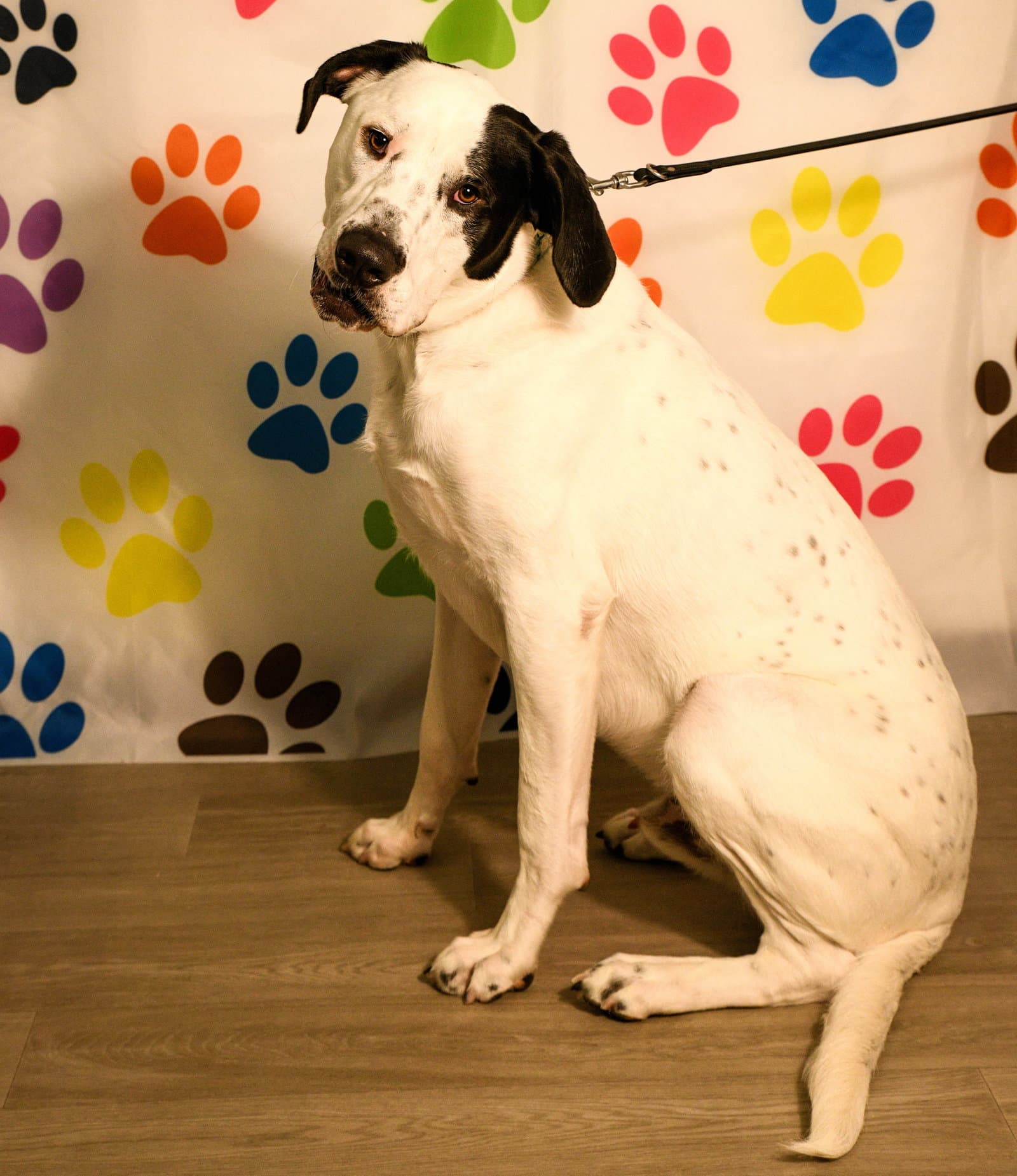 Finn - Pit Bull Terrier