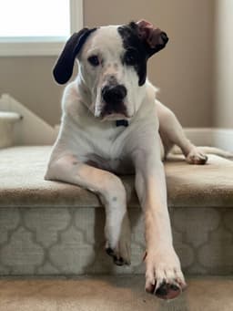 Finn image 2