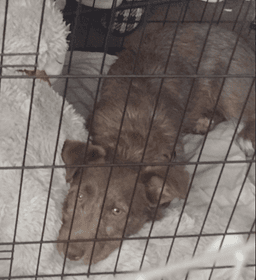 Brownie image 4