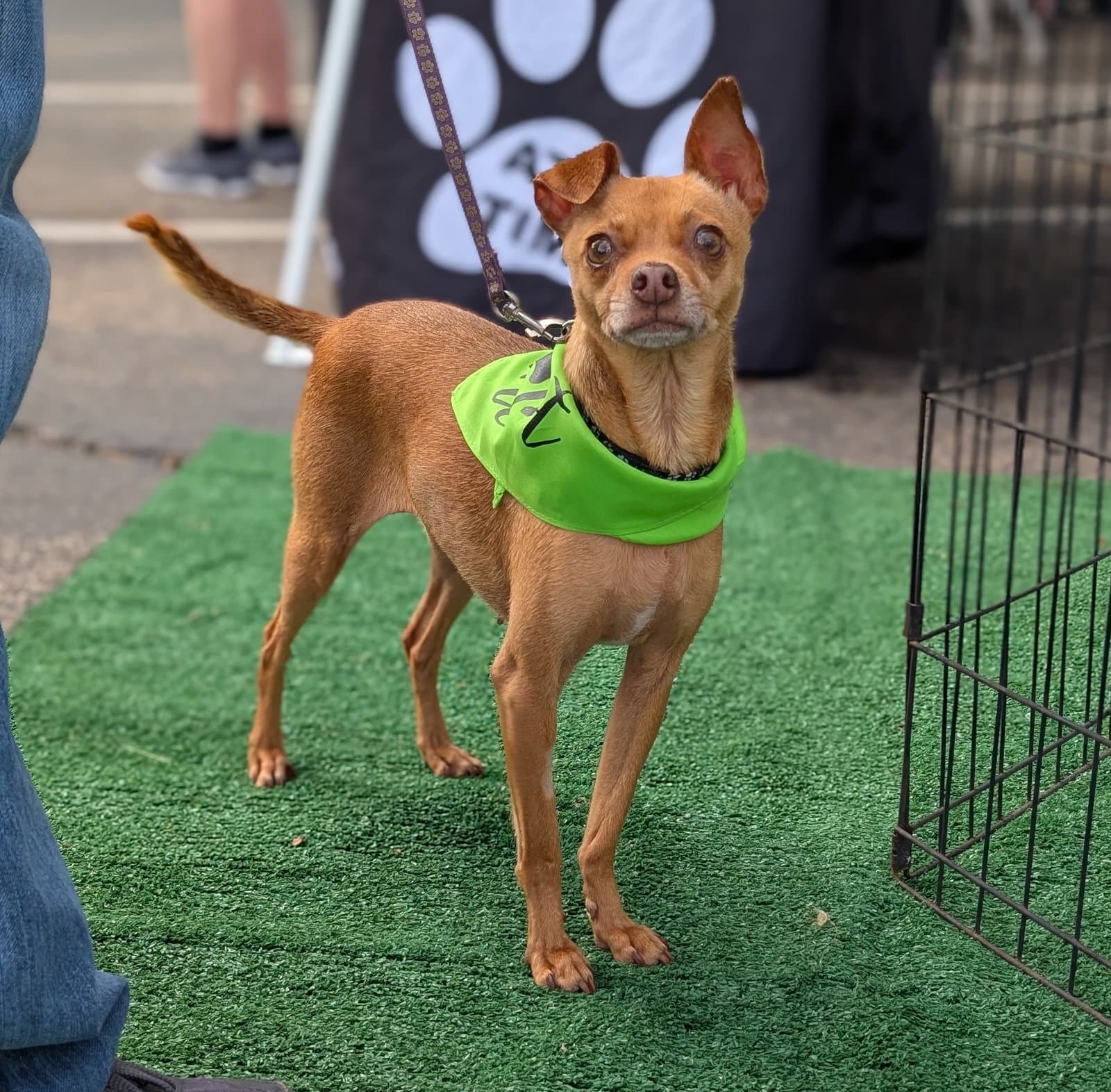 Jacinta - Chihuahua
