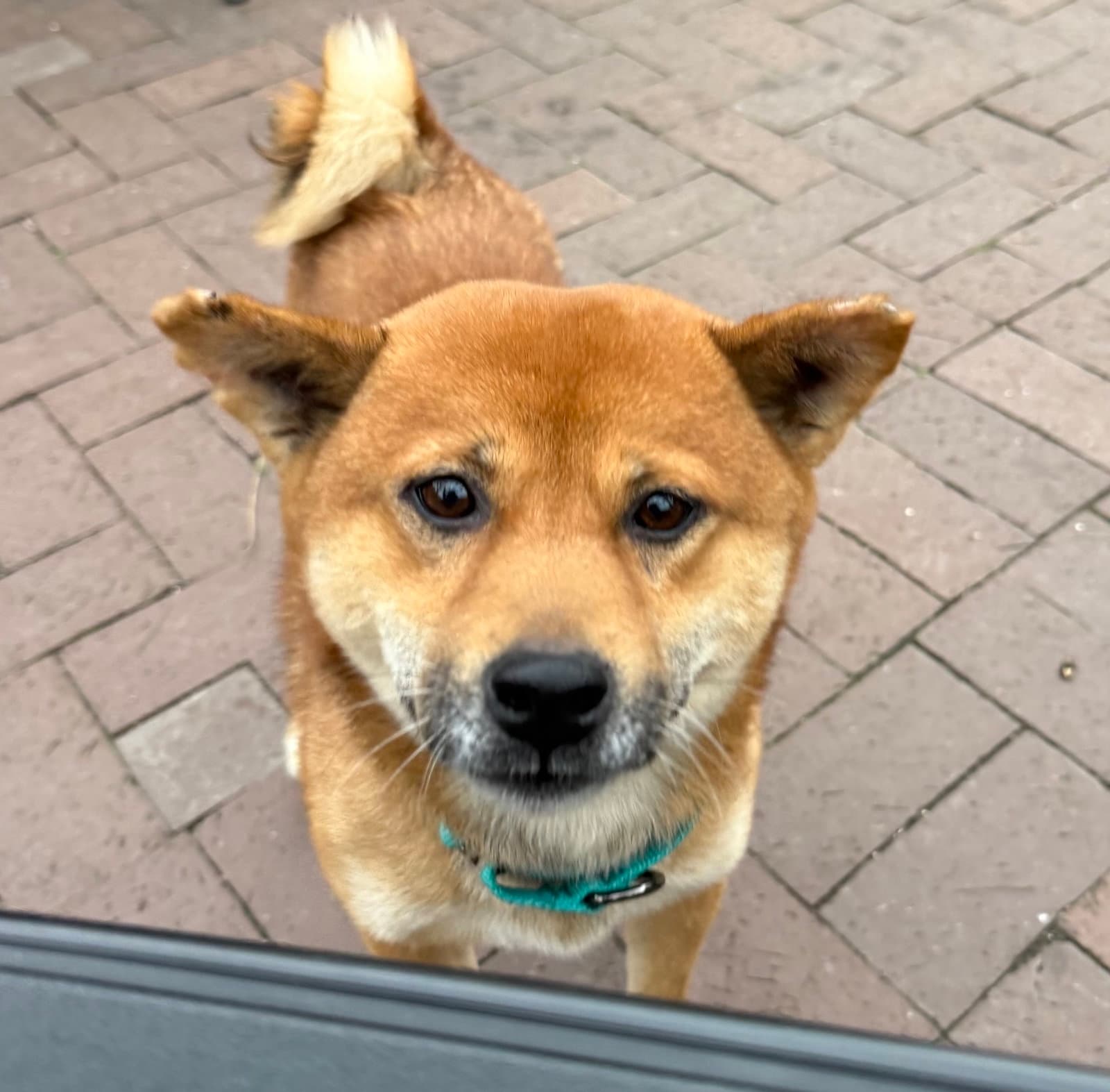 Groovy - Shiba Inu