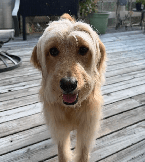 Corinne - Poodle (Standard)