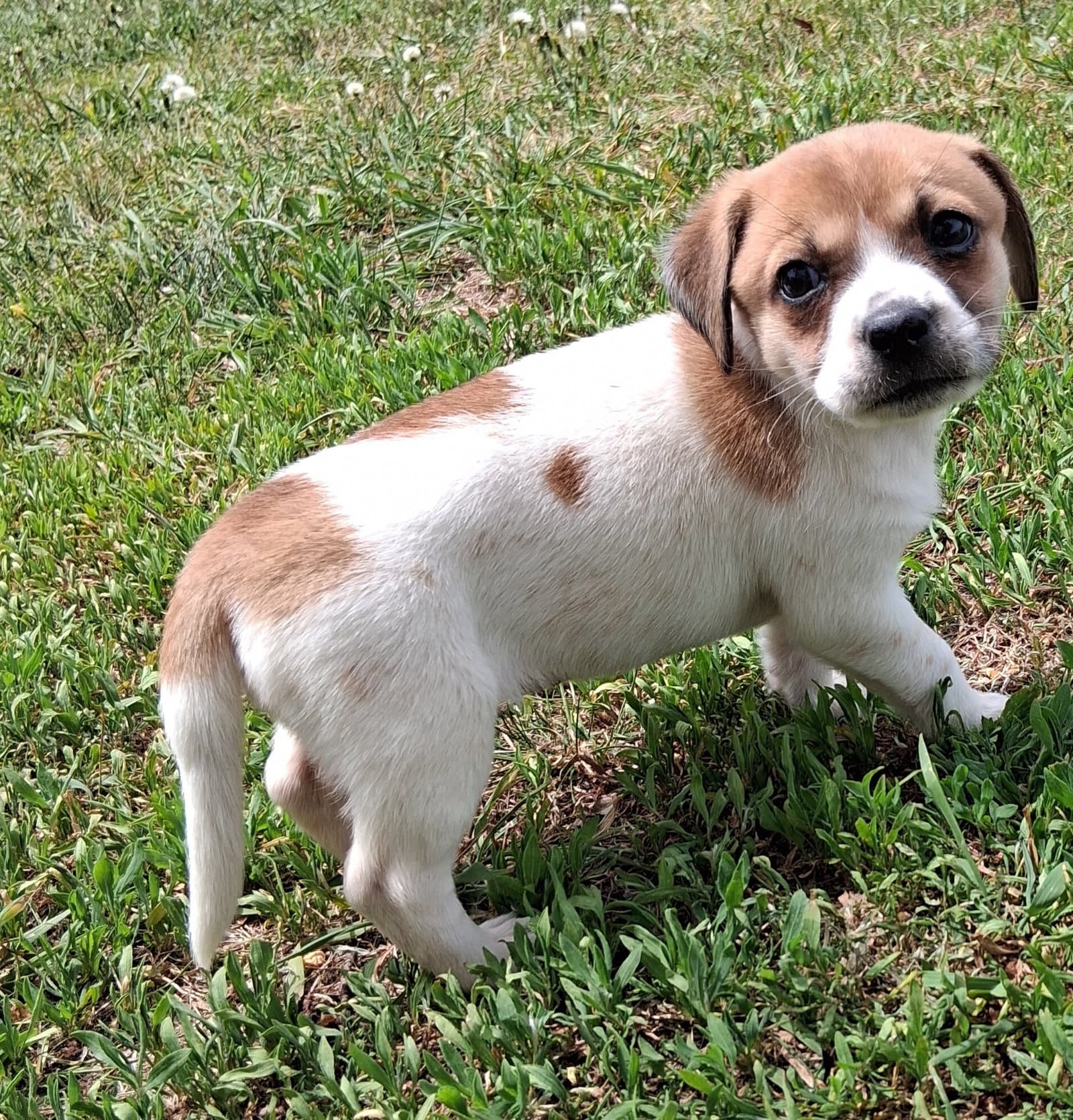 Lorelli - Dachshund
