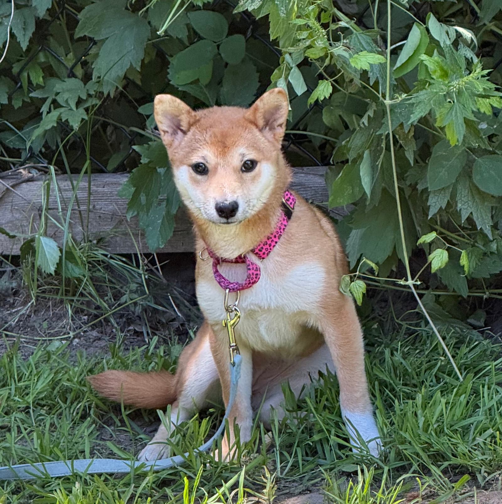 Gemma - Shiba Inu