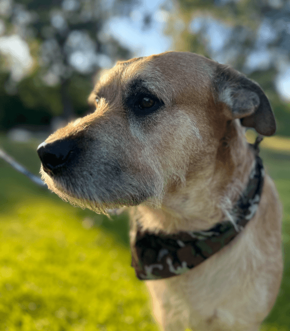 Ziggy - Terrier