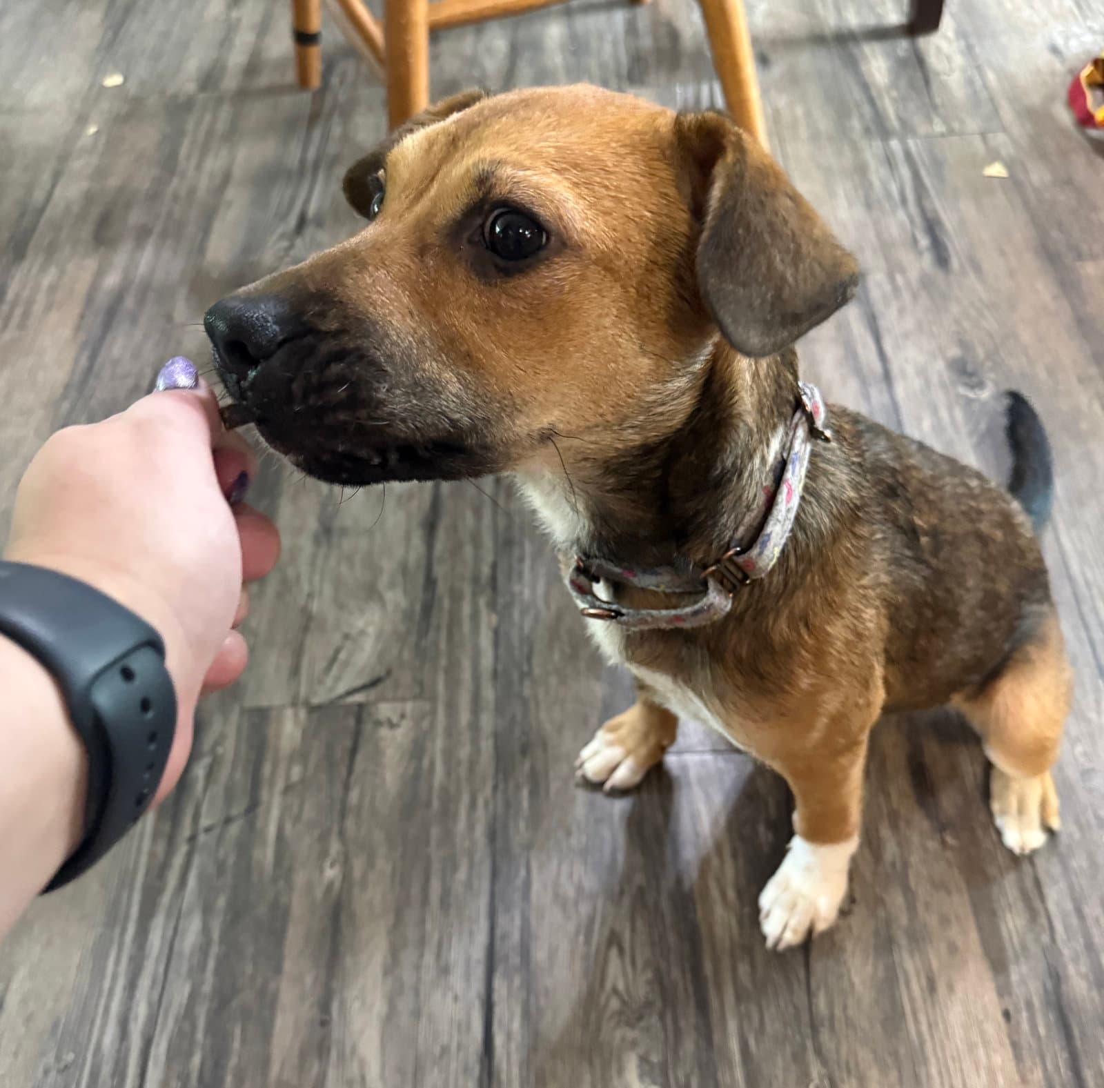 Lunchbox - Beagle