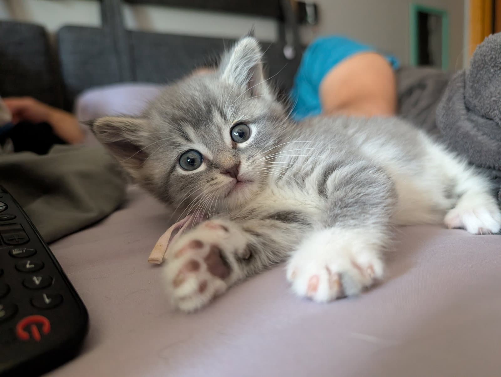 Miso - Domestic Medium Hair