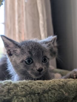 Momo image 2