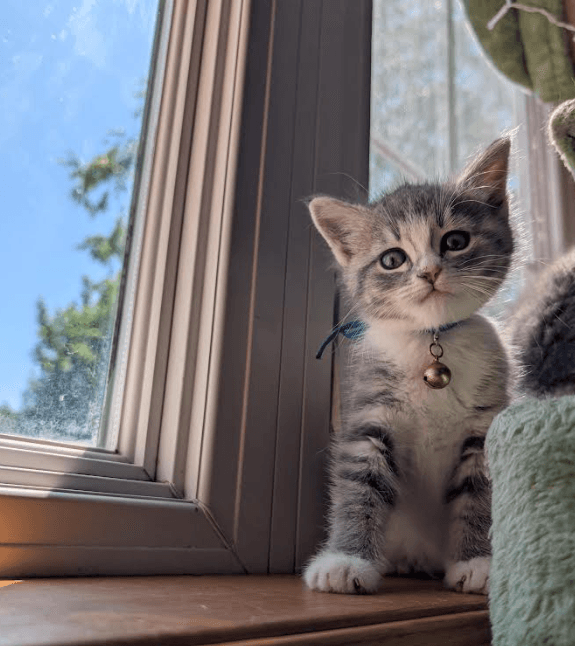 Mochi - Domestic Medium Hair