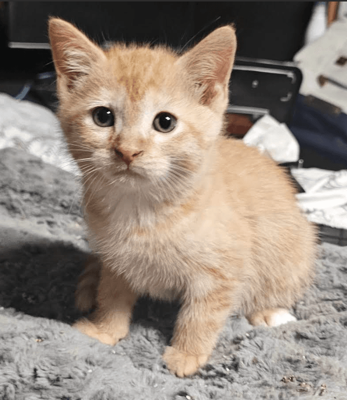 Maui - Domestic Short Hair