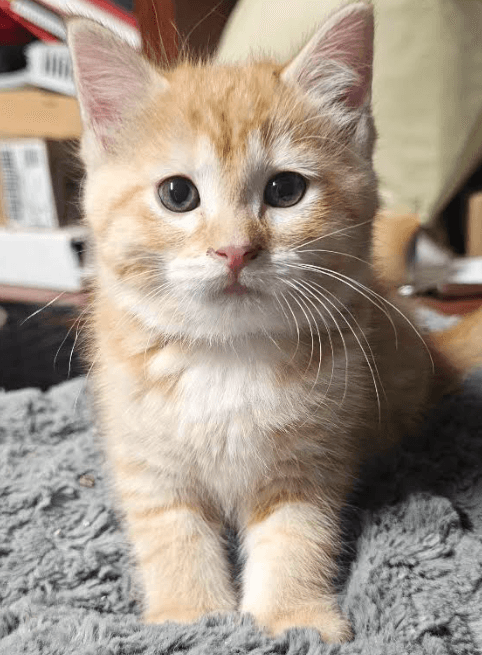Moana - Domestic Short Hair