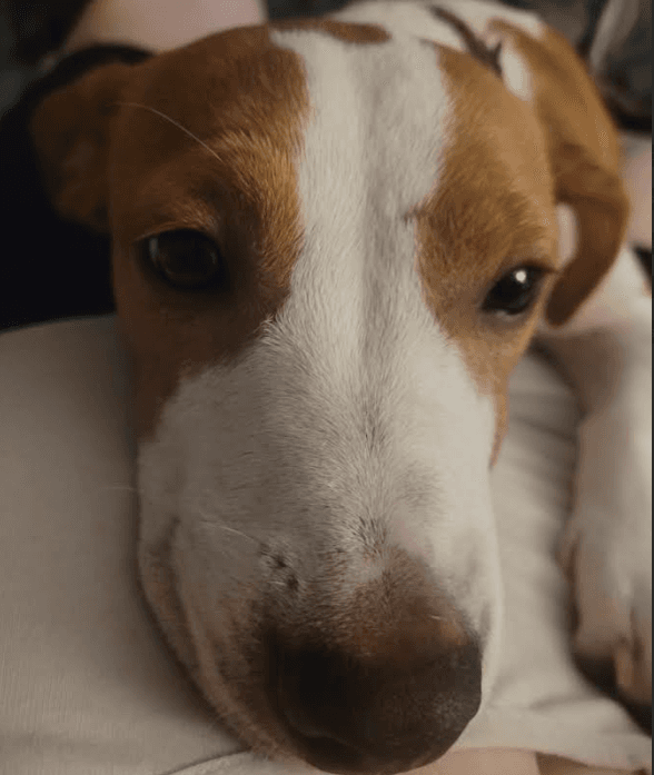 Peanut - Dachshund