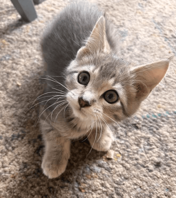 Mango - Domestic Short Hair