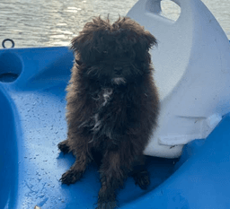 Finn image 1