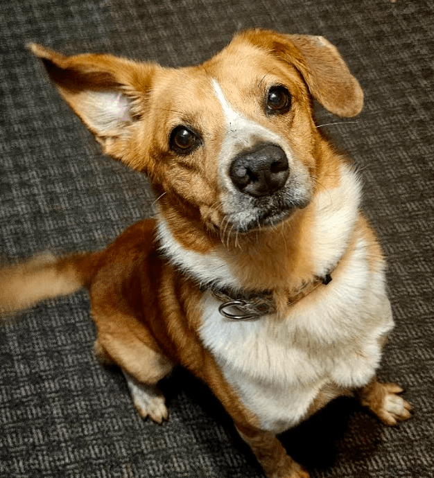 Redford - Labrador Retriever