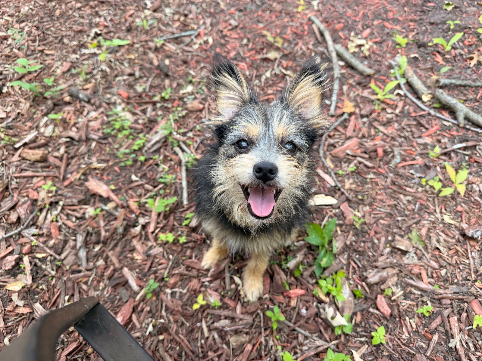 Norma - Terrier