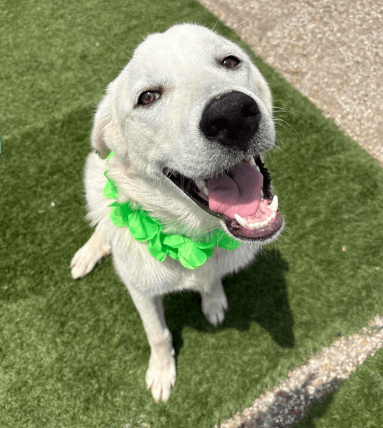 Brewer - Labrador Retriever