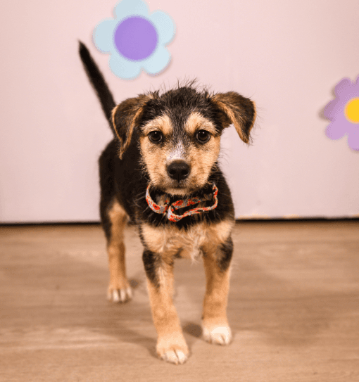 Paula - Terrier