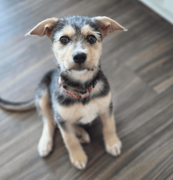 Paula - Terrier