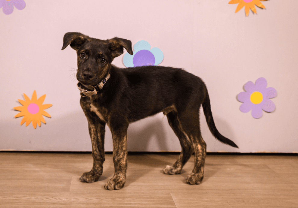 Brucy - Mountain Cur