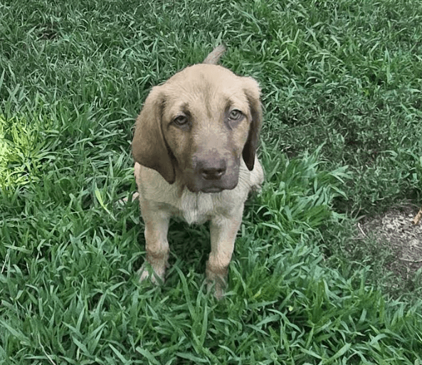 Rio - Labrador Retriever