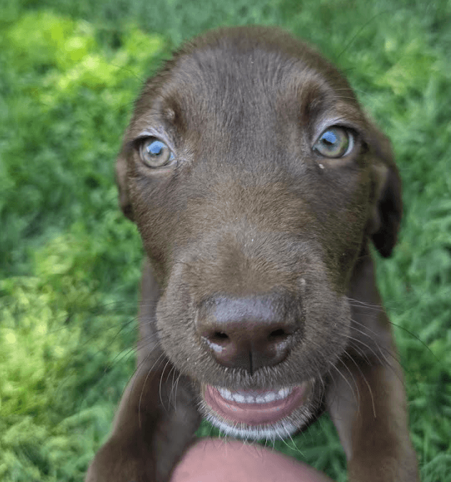 Hudson - Labrador Retriever