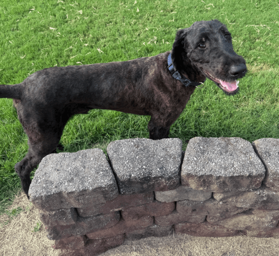 Maui - Great Dane