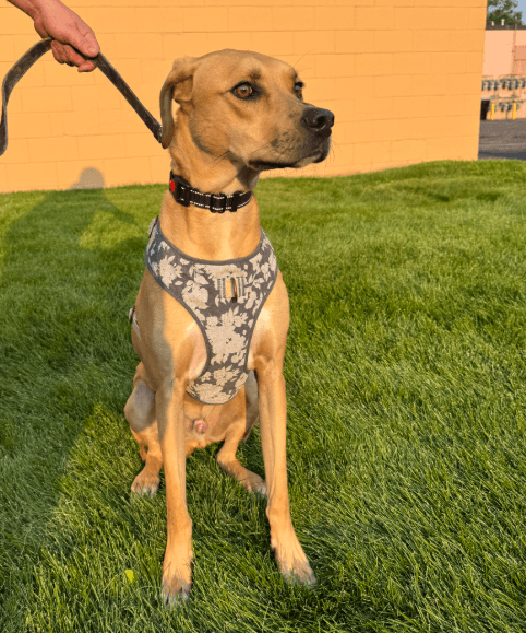 Junior - Rhodesian Ridgeback