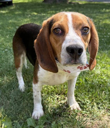 Mojo Jojo - Beagle