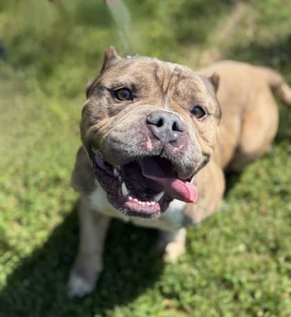Leo - Pit Bull Terrier