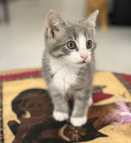 Frixion - Domestic Short Hair