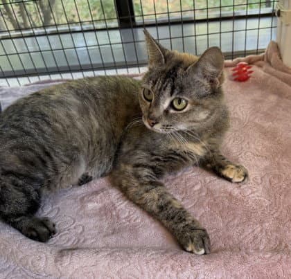 Cherry Bomb - Domestic Short Hair