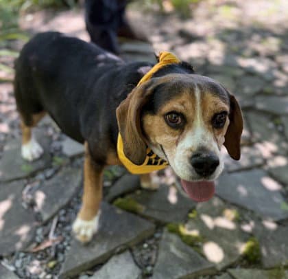 Fat Albert - Beagle