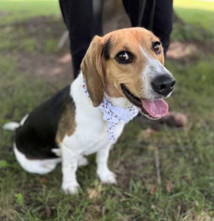 Ty - Beagle