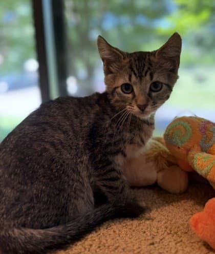 Condor - Domestic Short Hair