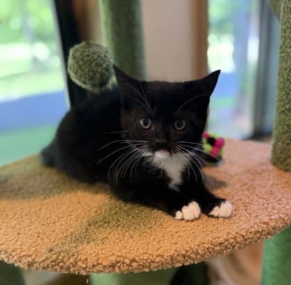 Gangle - Domestic Short Hair