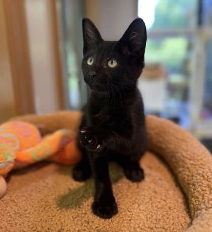 Grackle - Domestic Short Hair