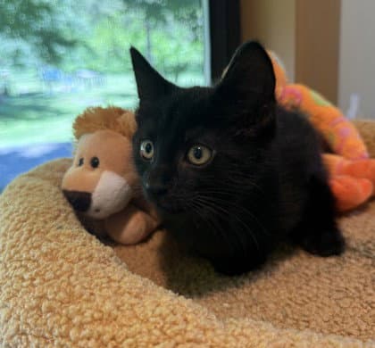 Ibis - Domestic Short Hair