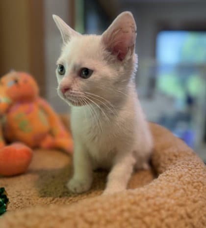 Kaufmo - Domestic Short Hair