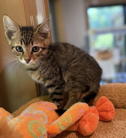 Osprey - Domestic Short Hair