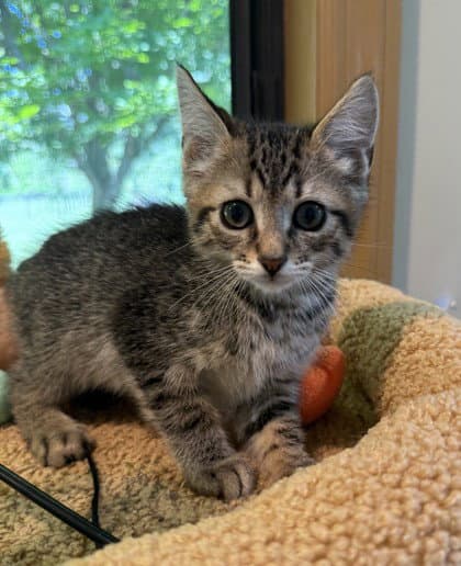 Owl - Domestic Short Hair