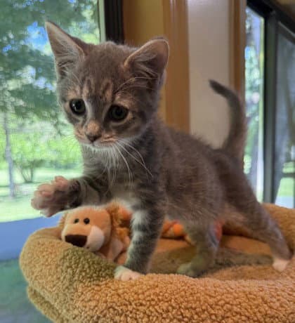Perl Las Blue - Domestic Short Hair