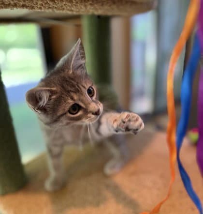 Pomni - Domestic Short Hair