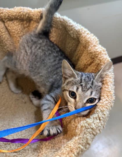 Zooble - Domestic Short Hair