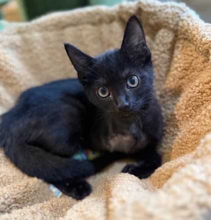 Cotinga - Domestic Short Hair