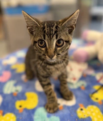 Freddy Kruton - Domestic Short Hair