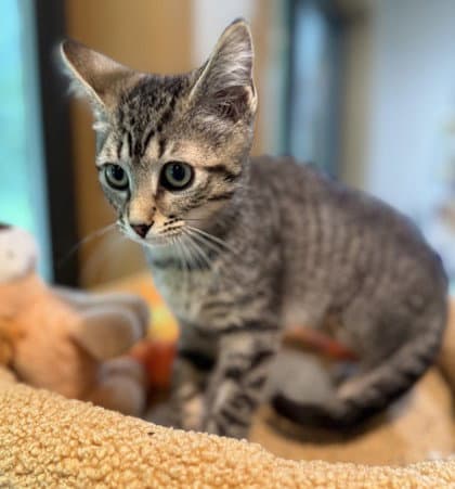 Kestrel - Domestic Short Hair