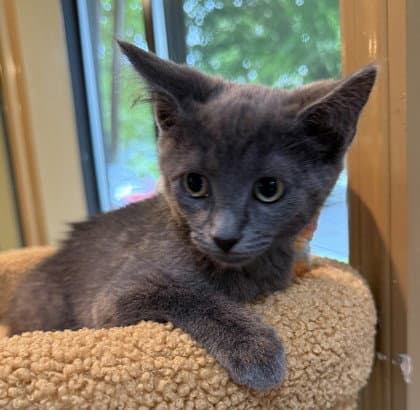 Kite - Domestic Short Hair